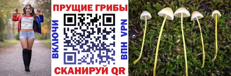 магазин  наркотиков  Жигулёвск  Псилоцибиновые грибы мухоморы 